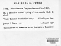 Calyptospora columnaris image